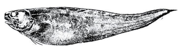 Spectrunculus grandis_claves.jpg